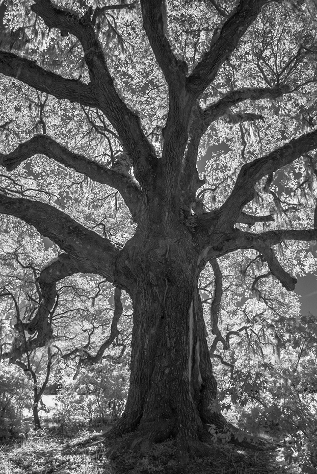 blog Trees at Magnolia